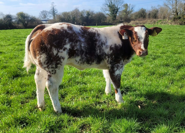 Rambo's maternal half sister