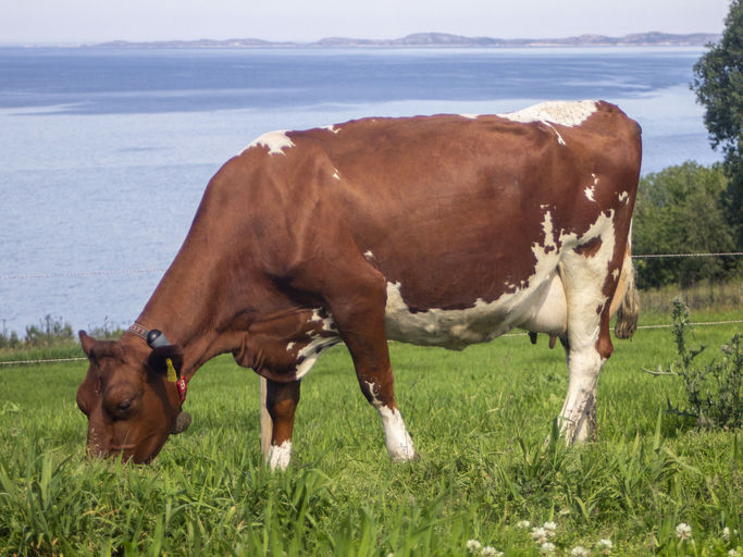 NR5881 Roen daughter