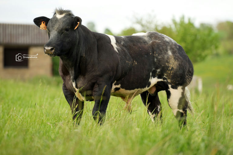 FLORIN DE LA RONDE FAUCHEE Picture 0