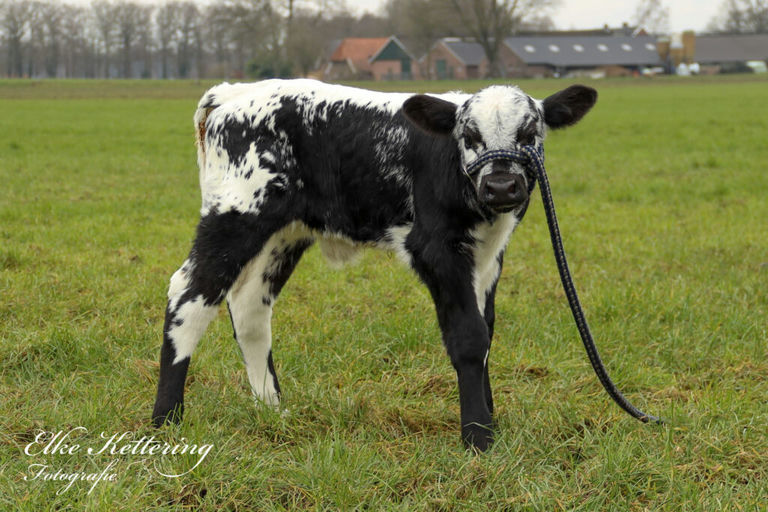 KILBARRY HARPER Picture 1