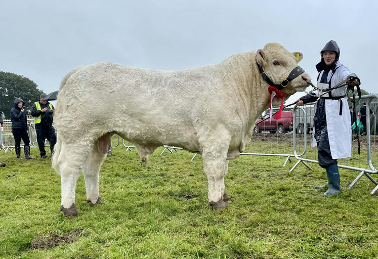 Overall Champion Charolais at Arva show 2023 by Clenagh Jasper