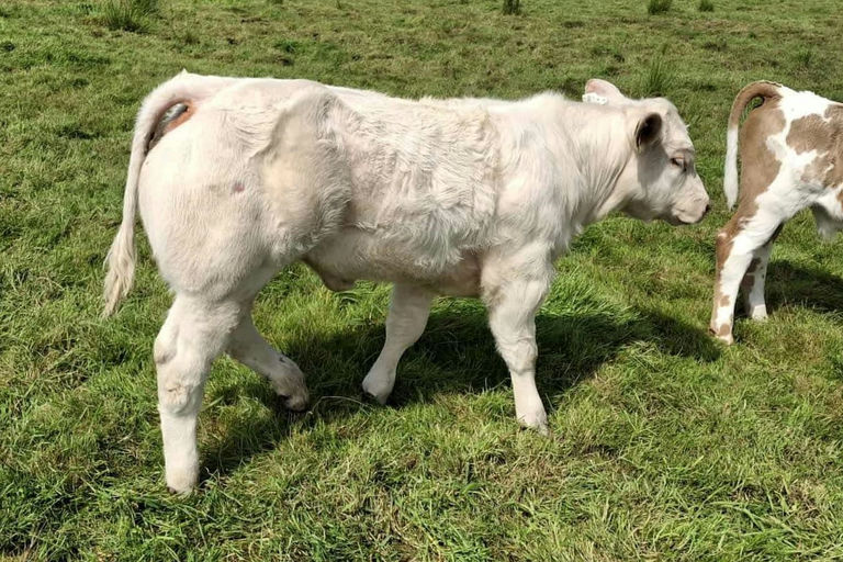 Cattanview Supreme (CH8541) sired heifer calf