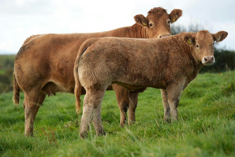 Superior sired heifer calf