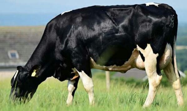 FR5704 Hillsdale Mo Salah Daughter