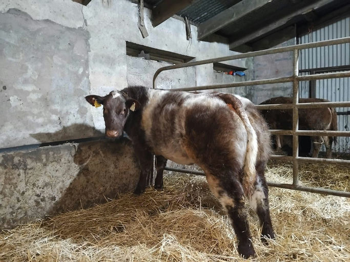 RED LIONS DE LA ROUGE CENSE Picture 5