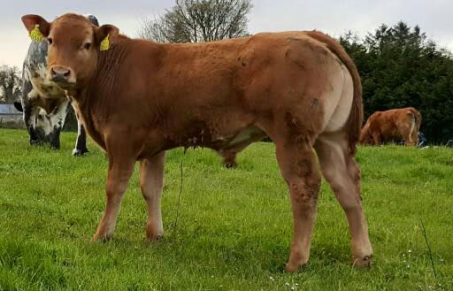 Brooklands F0959 sired bull calf