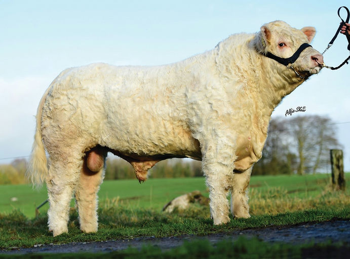 CLENAGH JASPER 2 Picture 0