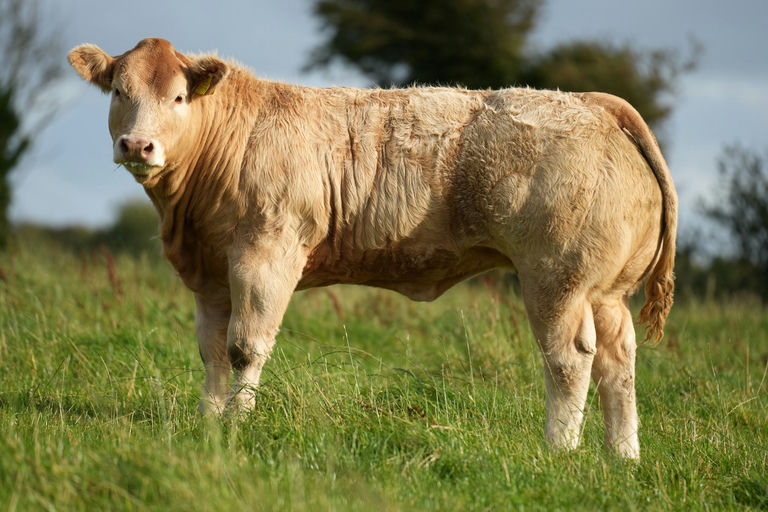 Cattanview Supreme (CH8541) sired heifer calf