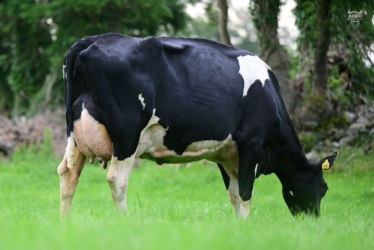 Craganoir Neart June VG 85 - Dam