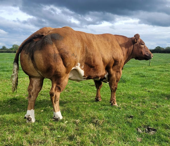 Dam of Boherard Rambo (BB1413)