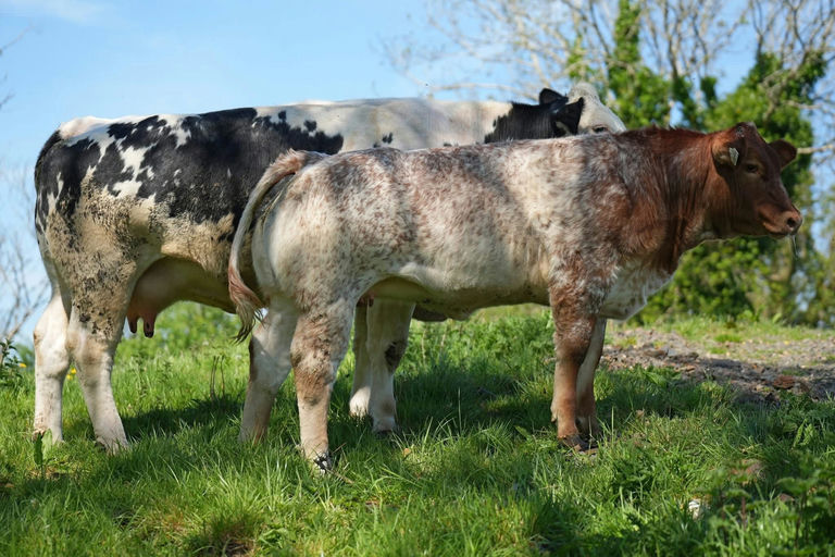 Drumline S 1185 sired heifer calf