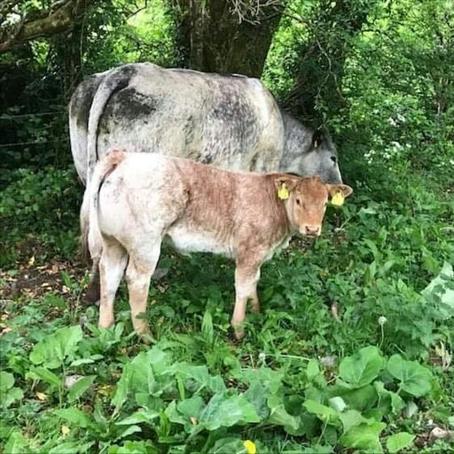 ELDERBERRY GALAHAD Picture 8