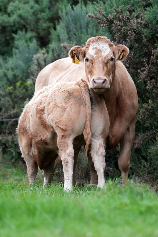 Birchpark Rufus sired bull calf
