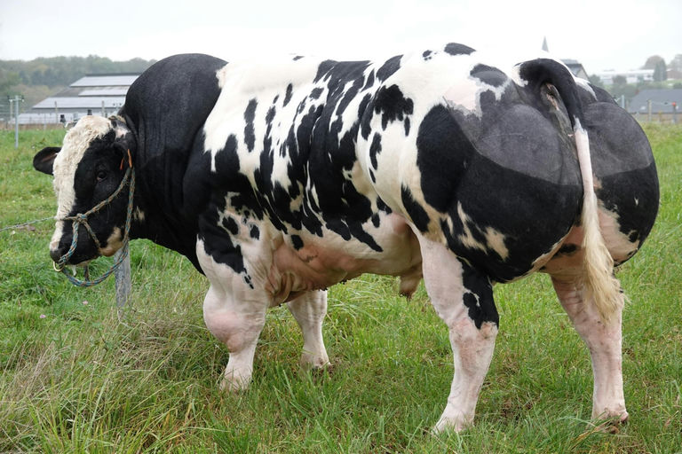RONALDO VD STOKERIJ Picture 0