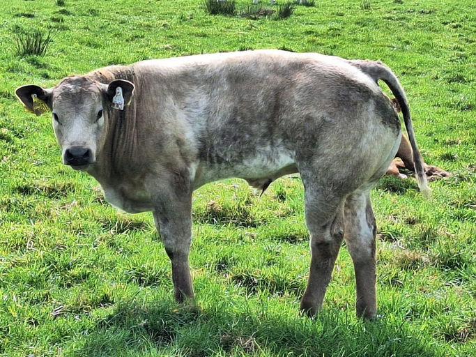 Drumline S 1185 sired heifer calf