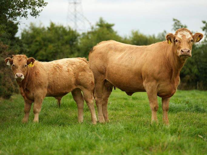 Birchpark Rufus sired bull calf
