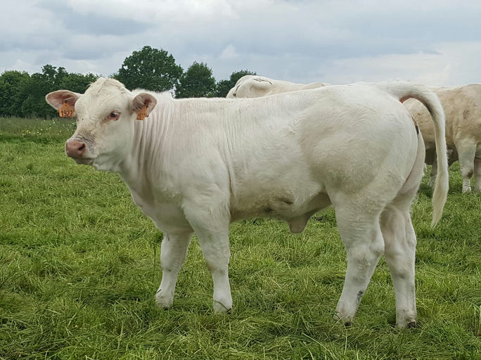 Lebonvo sired heifer calf