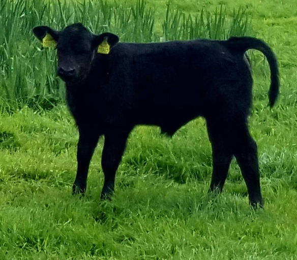 PORTAUNS VOLCANO P643 Picture 8