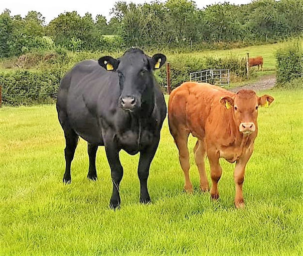 CASTLEVIEW CASINO (ET) Picture 1