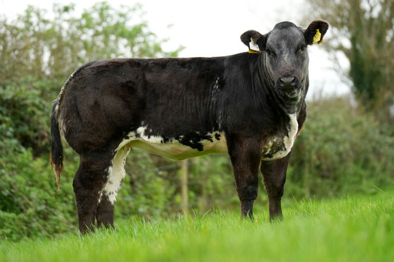 Moderato sired heifer from a Limousin x dam