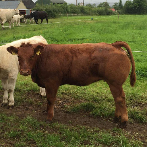 Brooklands F0959 sired heifer calf
