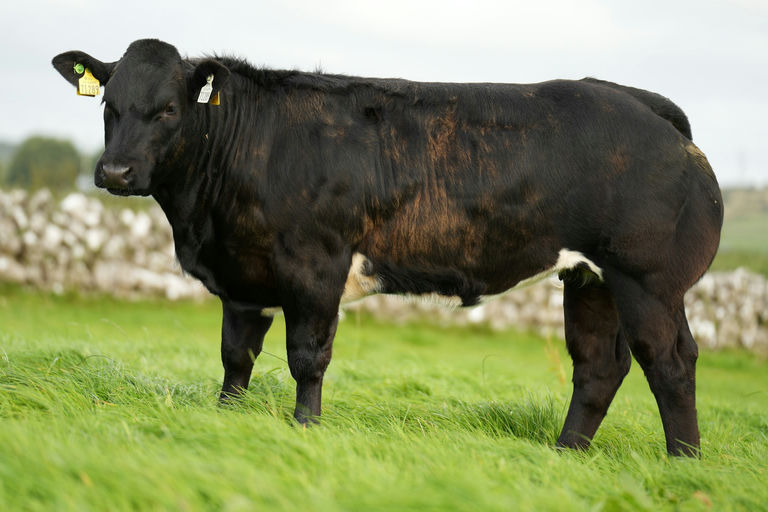 James Bond sired heifer