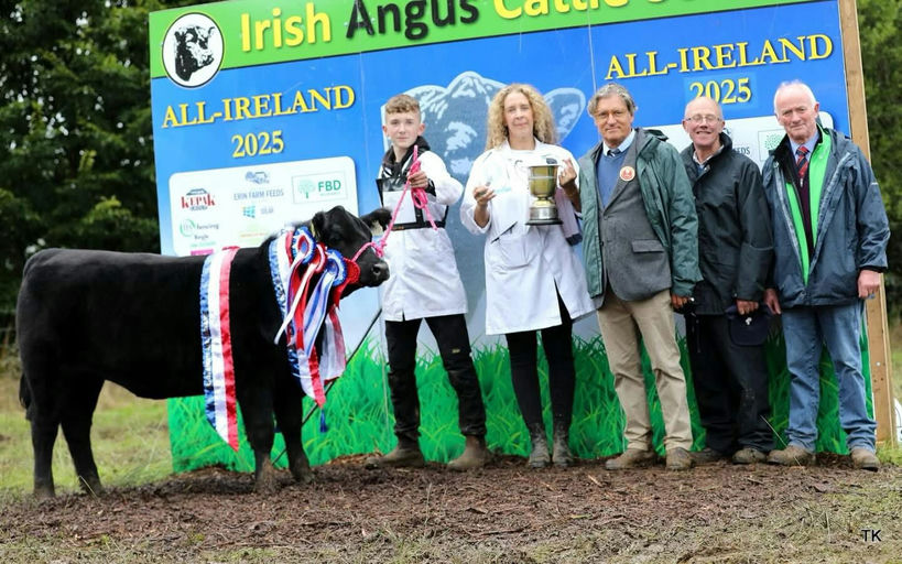 Tribesman sired heifer calf - All-Ireland Heifer Calf Champion & Reserve Supreme Champion Strokestown Show 2025