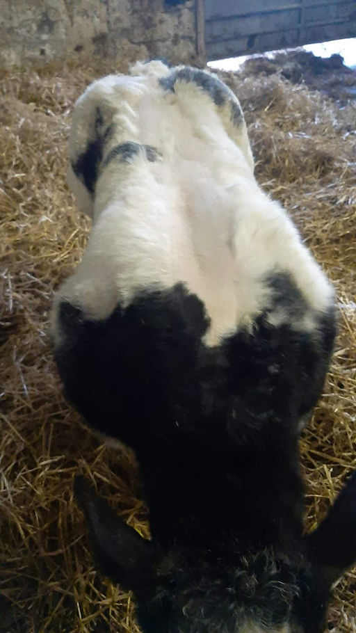 James Bond sired calf