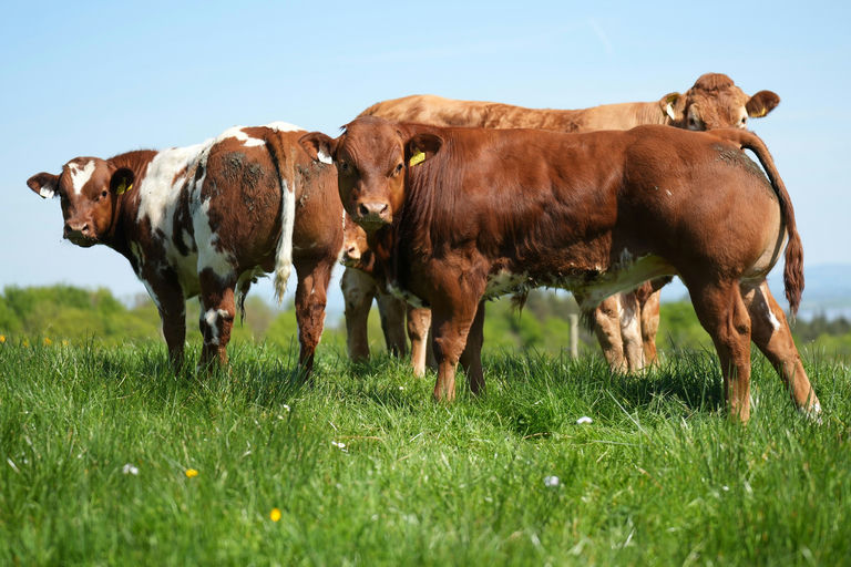 An De Beauffaux (BB4438) sired bull calves