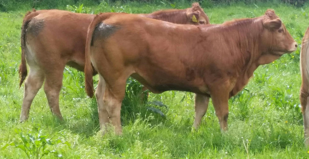 Brooklands F0959 sired heifer