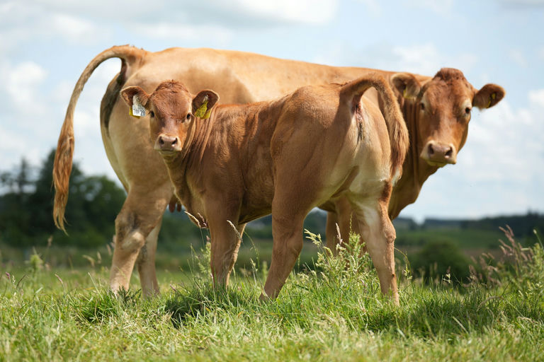 BROOKLANDS MARCO Picture 9