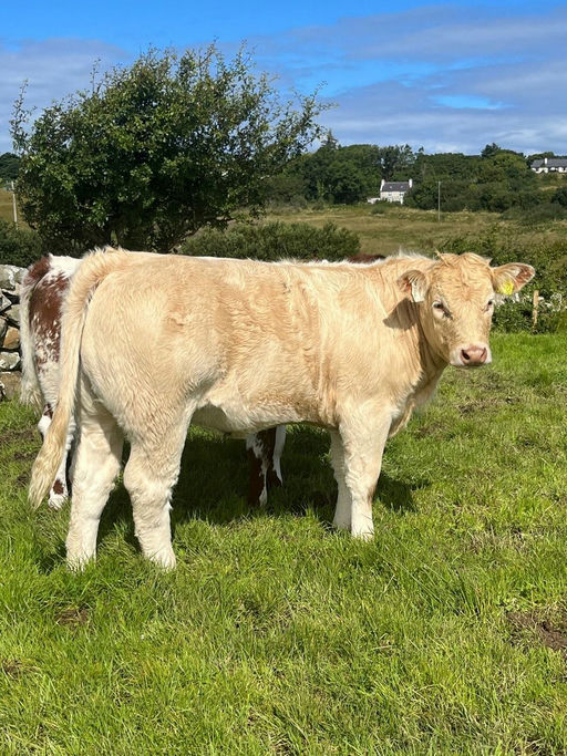 Clenagh Jasper sired heifer calf out of a Saler dam