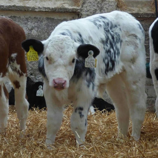 Rathlyon Olaf (BB8226) sired dairy beef calves