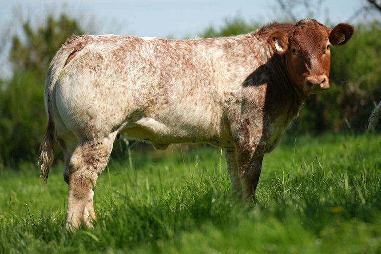 Drumline S 1185 sired heifer calf