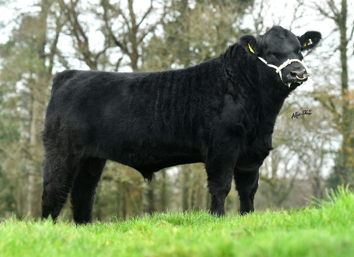 Drumcrow Tribesman (AA8172)