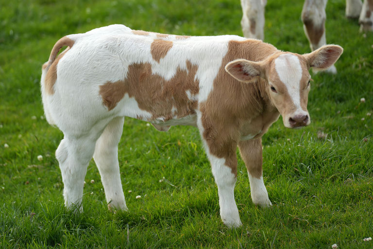 Loki sired heifer calf