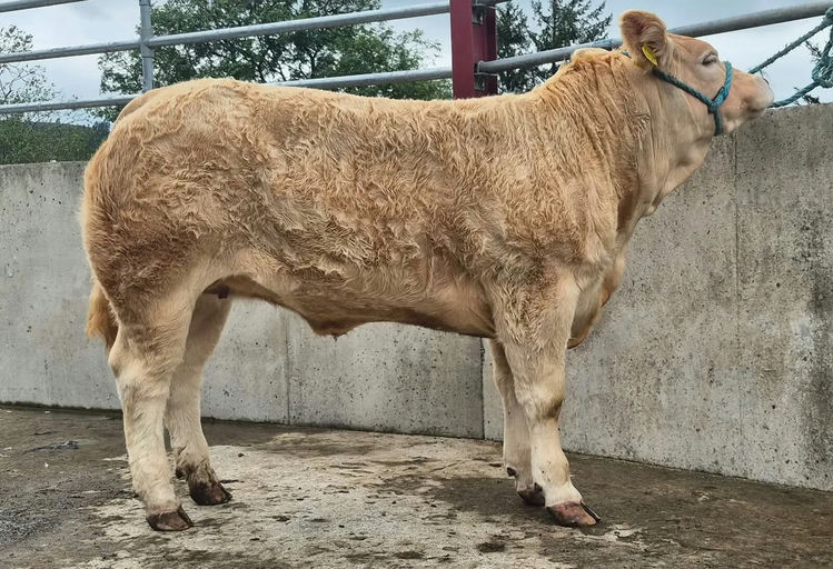 Superior sired heifer weanling - Overall Charolais Champion at Gortatlea Show & Sale Aug 25, sold for €4,000