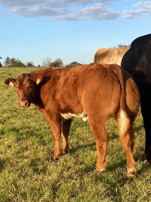 RED LIONS DE LA ROUGE CENSE Picture 6