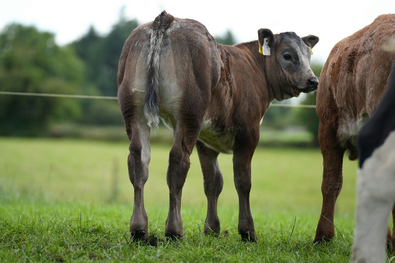 Townleyhall Rupert sired heifer calf