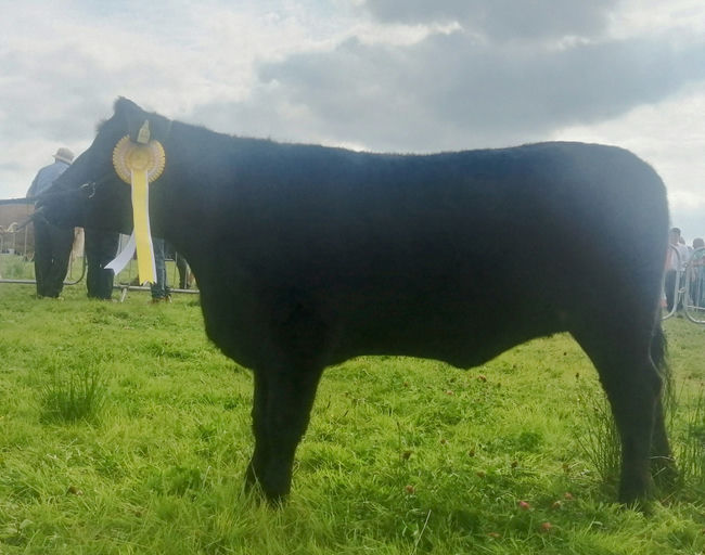 Kilmacanann Philip (AA5217) daughter - 3rd place Angus heifer at Swinford Show 2025