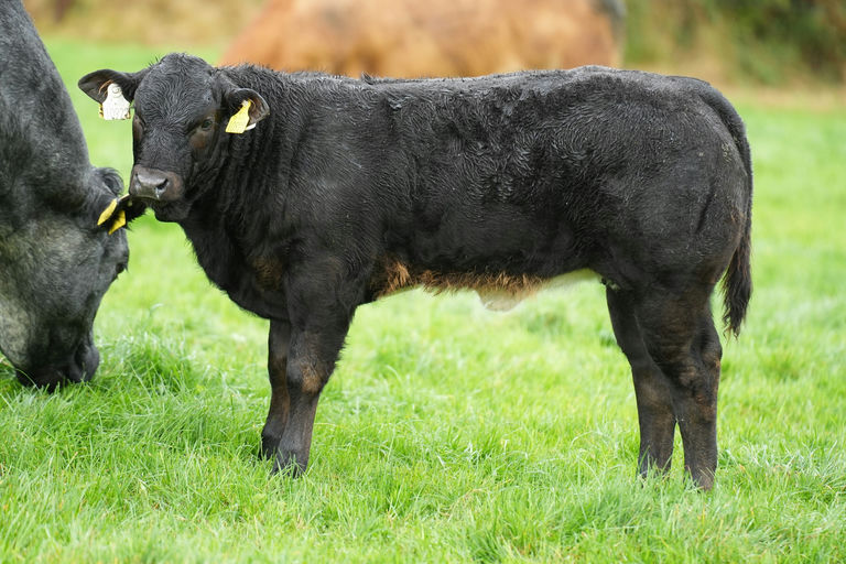 ELDERBERRY GALAHAD Picture 11