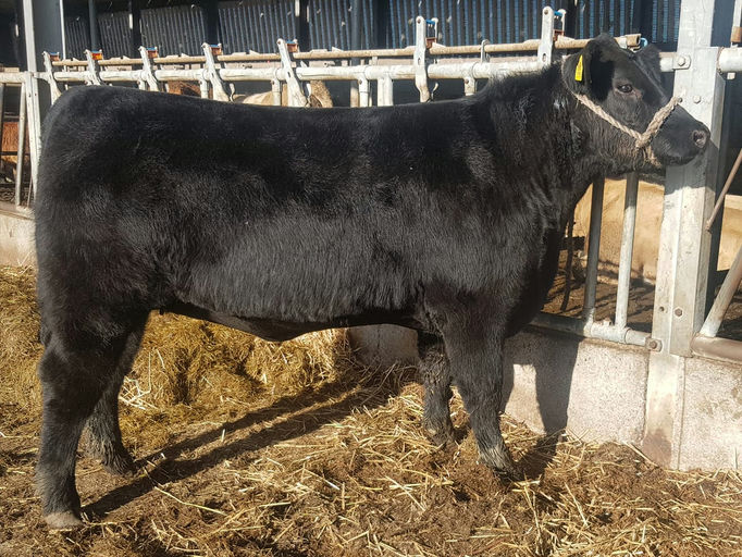 PORTAUNS VOLCANO P643 Picture 4