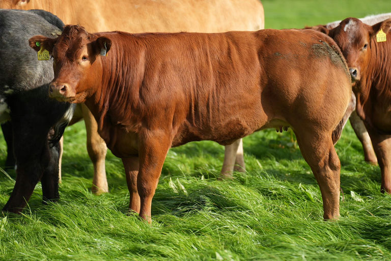 RED LIONS DE LA ROUGE CENSE Picture 10