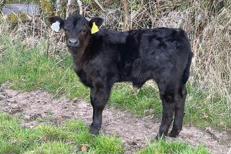 Liss Bruno (AA8938) sired pedigree bull calf