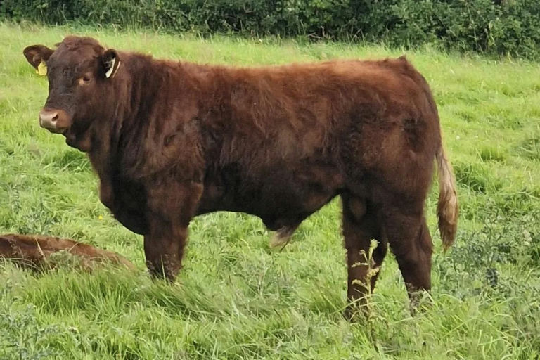 Montesqieu sired bull calf