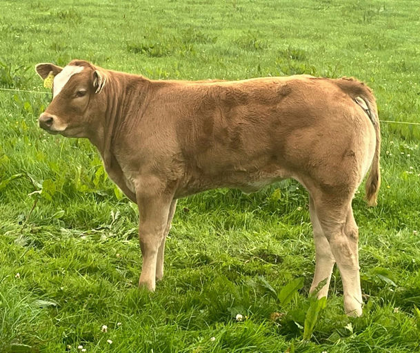 Drumline S 1185 sired heifer calf