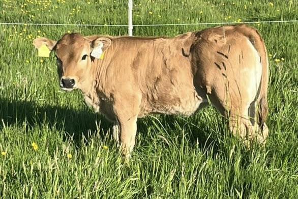 Deerpark Rowe sired heifer calf