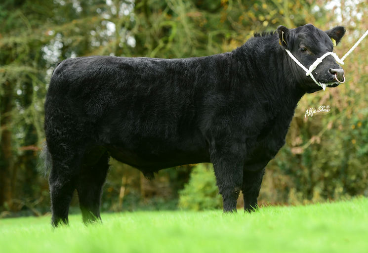 PORTAUNS VOLCANO P643 Picture 3