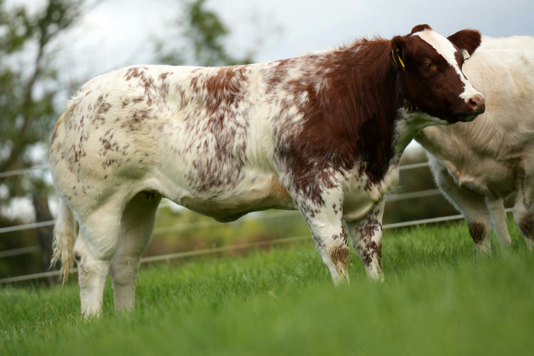 AN DE BEAUFFAUX Picture 19