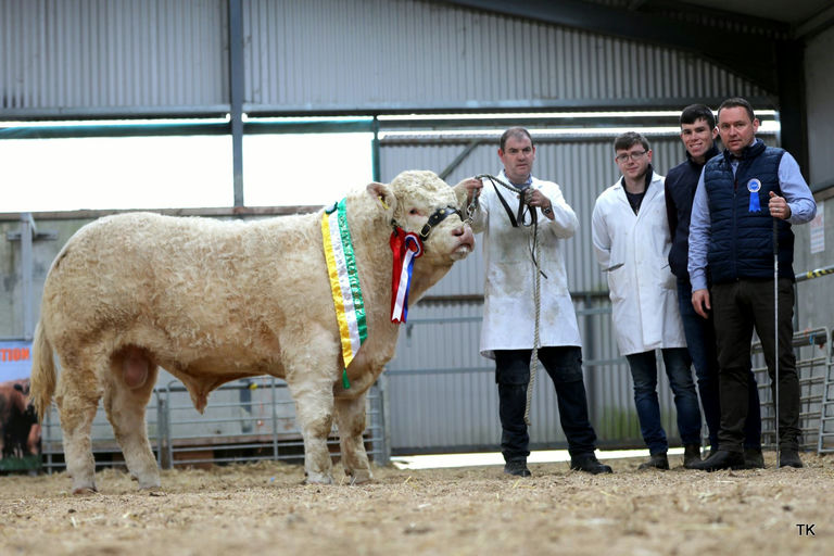 Inverlochy Ferdie son - Junior Champion at the Irish Charolais Bull Show & Sale November 2023